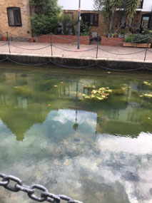 Spot the fish!