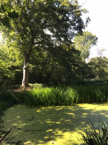 Banstead Wood
