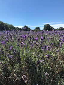 Lavender