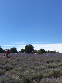 Mayfield Lavender Farm