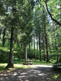 Forest walks
