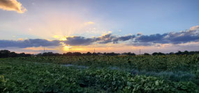 Beautiful sunsets!