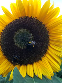 Bumblebees!