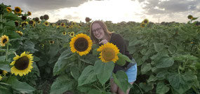 Huge sunflowers