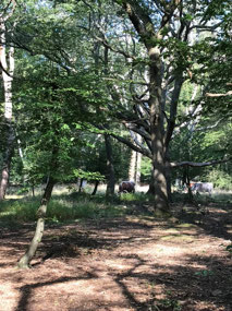 Cows in Epping Forest