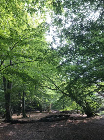 Epping Forest