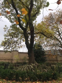 Hardy Tree