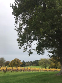 Chapel Down winery