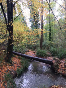 Battle Great Woods