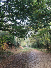 Muddy paths through the woods