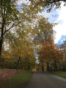 Autumn leaves