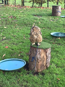 Eagle owl