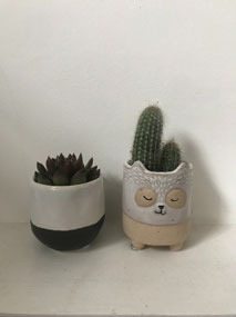 New cacti