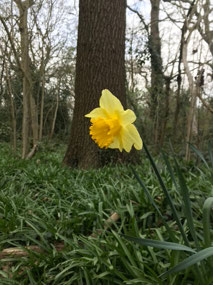 Daffodils in Oxleas Wood