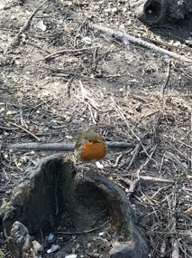 Making friends in Peckham Rye Park