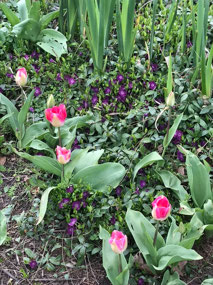 Peckham Rye park flowers