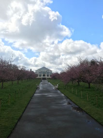 Cherry blossoms