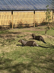 Giant otters!