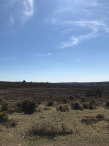 Views over the New Forest