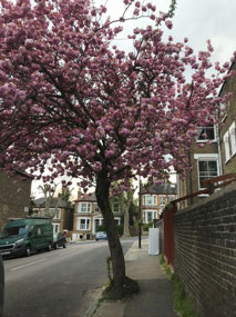 Beautiful blossoms!