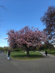 Beautiful weather in Regent's Park