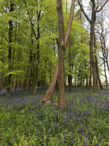 Bluebells in Amersham