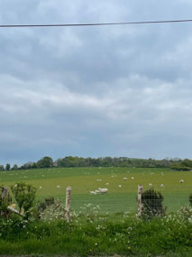 So many sheep!