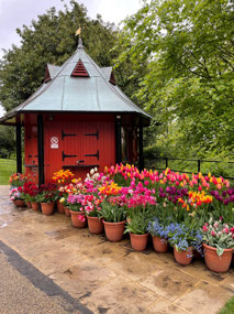 So many tulips!
