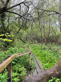 Walking through the woods by the river