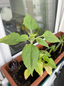 Sunflowers growing!