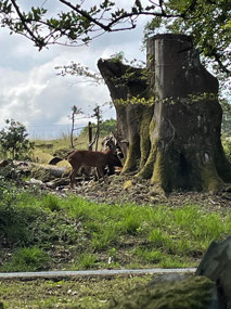 Deer viewings!