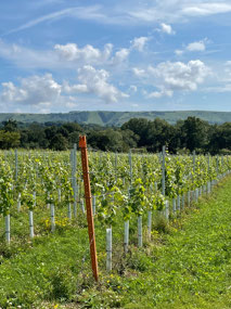 Winery views