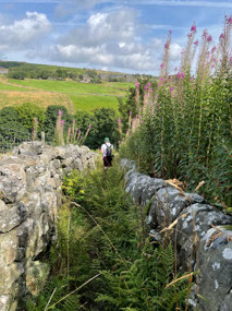 Peter walking through the brush! 