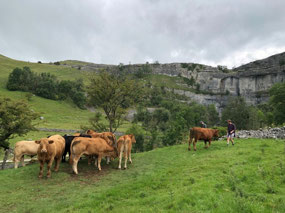 Simon getting chased before the bull