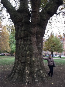 Big tree in Lincoln's Inn Fields
