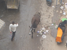 Wandering cow