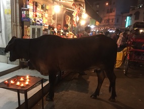Cow does some window shopping