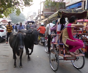 Cows and Rickshaws