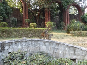 Monkey sex!