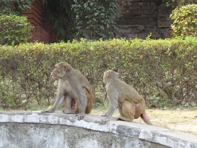 Rhesus Monkeys