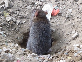 Rat