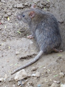 Rat