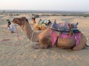 Camels admire the sunset and think deep thoughts
