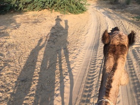 Camel Ride