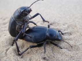Dung beetle coming