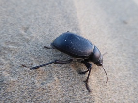 Dung beetle going