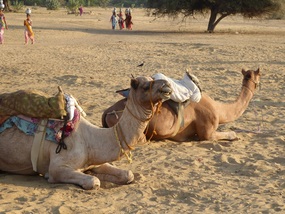 Grinning camel