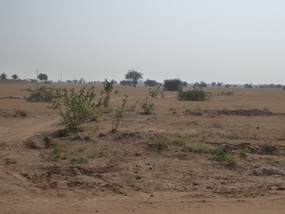 Thar Desert