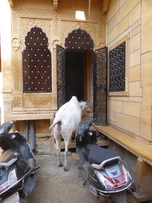Cow