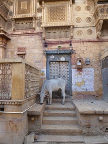 Cow